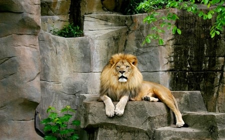 KING ON IT'S THRONE - king, sits, rock, lion, wild, cat