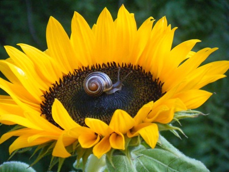 ,,Happy Flower,, - sparkle, yellow, forever, sunshine, flower, happy, wonderful, sunflower, gorgeous, bright, spectacular