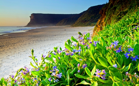 SEASIDE SPRING - hill, flowers, shore, beach, rock, plants