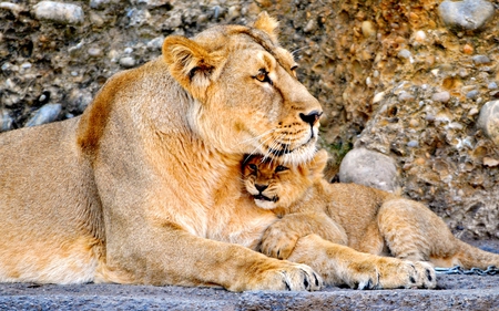 MOTHER's LOVE - love, cub, mother, care, lioness