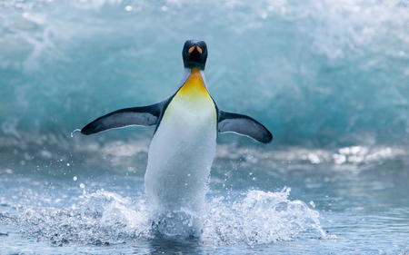 The wave is coming! - oceans, animals, penguin, wave, birds, artic