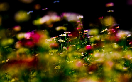 Focus - nature, focus, field, flowers, spring