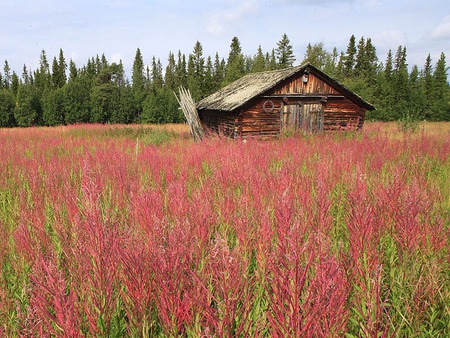 old   shed - wallpaper, shed, flowers, grass, sky, clouds, field, new, fields, trees