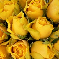 yellow roses