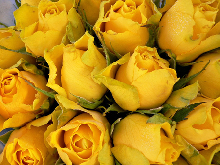 yellow roses - roses, yellow, bouquet, still life