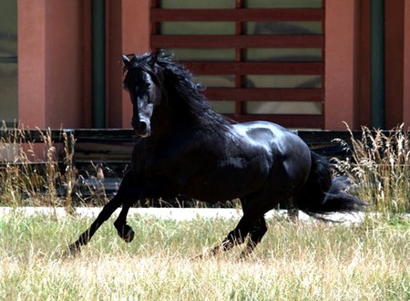 Black Beam - horses, andalusian, black, spanish