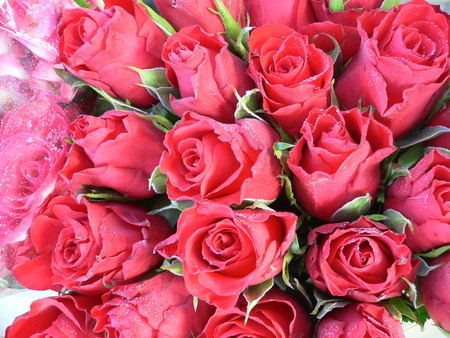 frozen red roses - red, roses, bouquet, frozen, still life