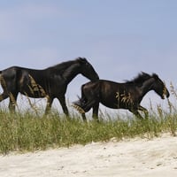 Black Wild Horses Running