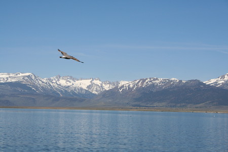 Wind Walker - lakes, sierras, mountains, birds