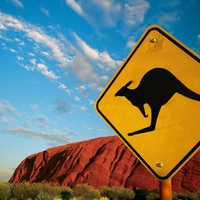 Roos at Uluru