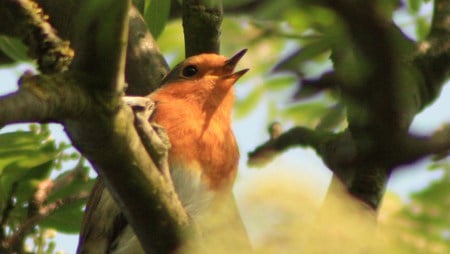 Robin singing in the tree. - red, cute, bird, robin