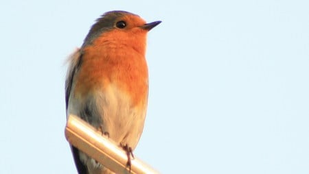 Robin surveying his territory - red, cute, robin, blue