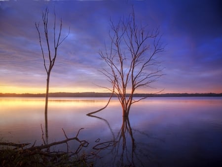 Sunset - sunset, nature, blue, tree