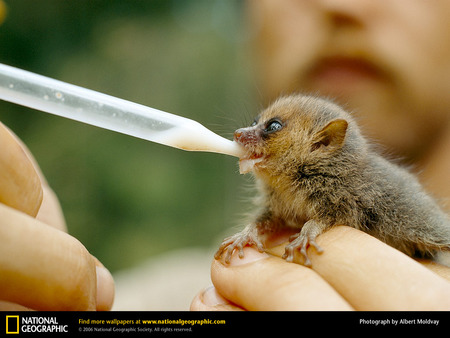 mouse-lemur - mouse-lemur