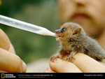 mouse-lemur