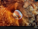 pacific octopus eye