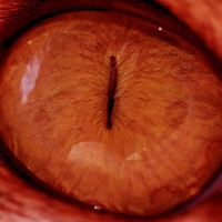 Red Cat Eye