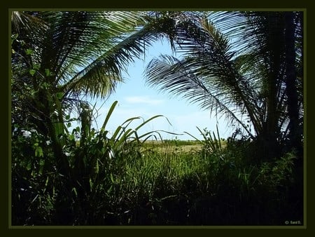 Sous les palmiers - sous-les-palmiers