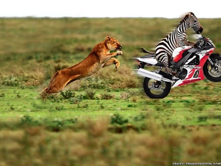 zebra on motorcycle - zebra-on-motorcycle