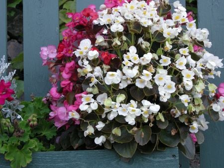 colorful flowers - white, green, grey, pink