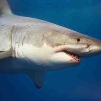 GREAT WHITE SHARK CLOSE UP