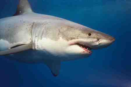 GREAT WHITE SHARK CLOSE UP - great white, great white shark