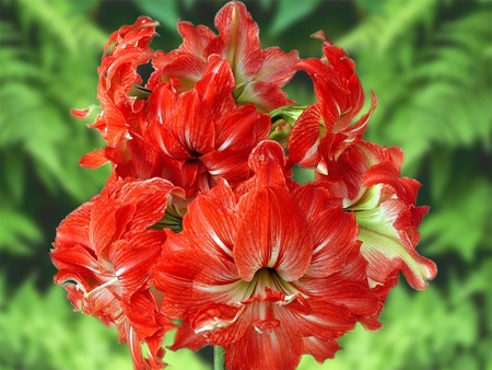 amaryllis flowers - beauty in nature, green, red flowers