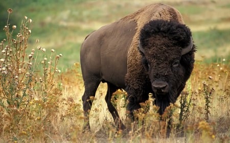 American Bison (WDS) - bison, american bison, america, wds, standing, buff, usa, widescreen