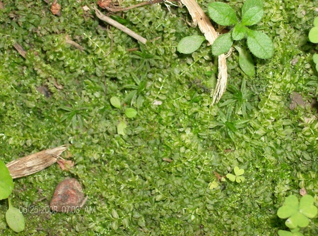 nice and grean - moss, my garden, nature, green