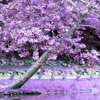 Purple-Pink tree