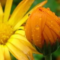 incredible orange flower