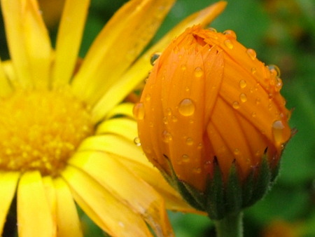 incredible orange flower