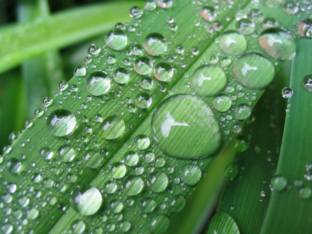 raindrops on grass