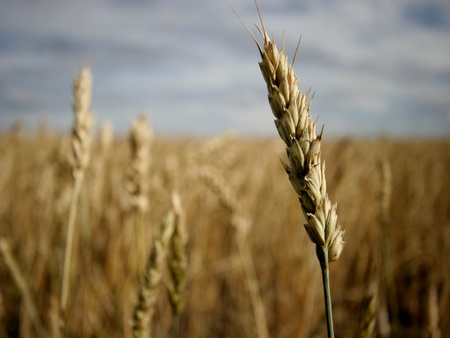 crop field  - field