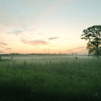 green field and mist 