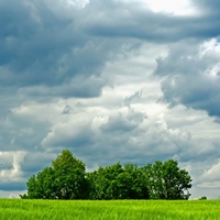 isolated trees 