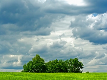 isolated trees  - trees