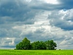 isolated trees 