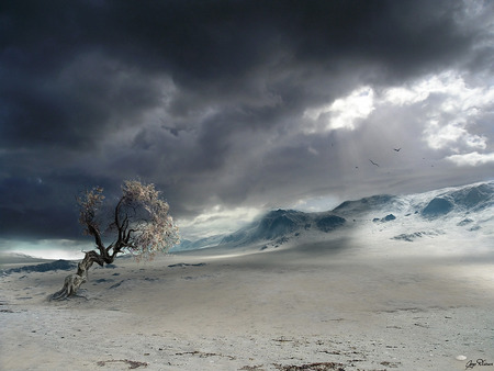 tree - sky, tree, nature, landscape