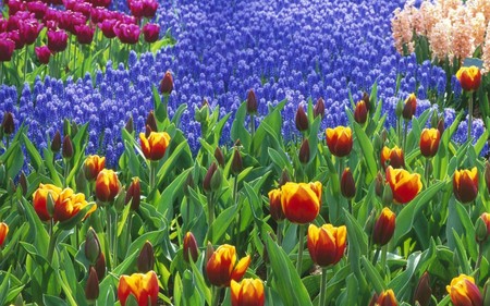 flowers - flowers, nature, tulips, colorful