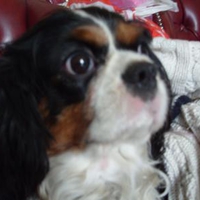 LADY LOOKING AT THE TV