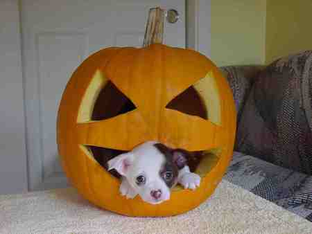 lantern puppy - lantern puppy