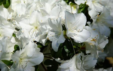 Spring - beauty in nature, white - flowers