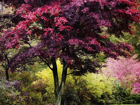 Colors of Autumn - autumn