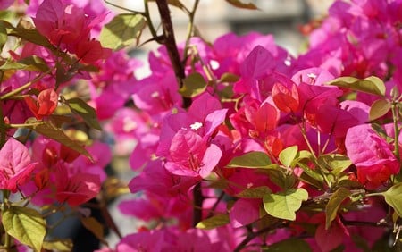 bouganville - beauty in nature, bouganville, flowers