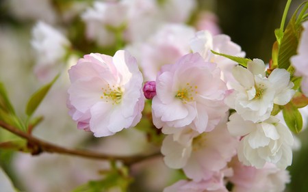 japanese  cherry - japanese cherry, spring flowers