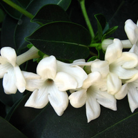 jasmine flower