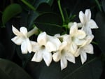 jasmine flower