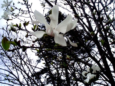 Spring Ulaskas Seasonal - white- flowers