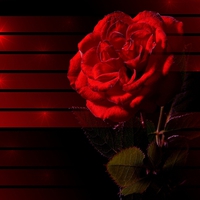 Red Rose